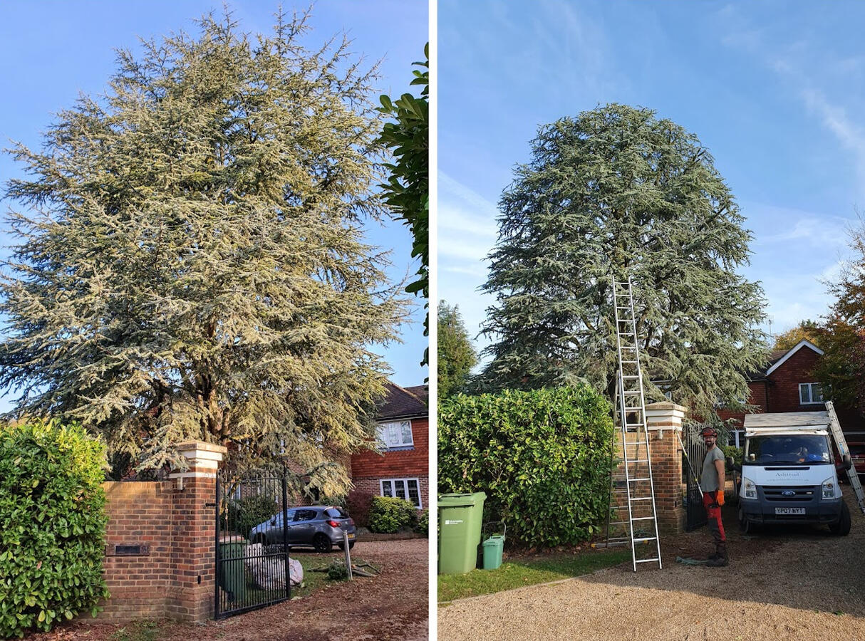 Cedar reduction