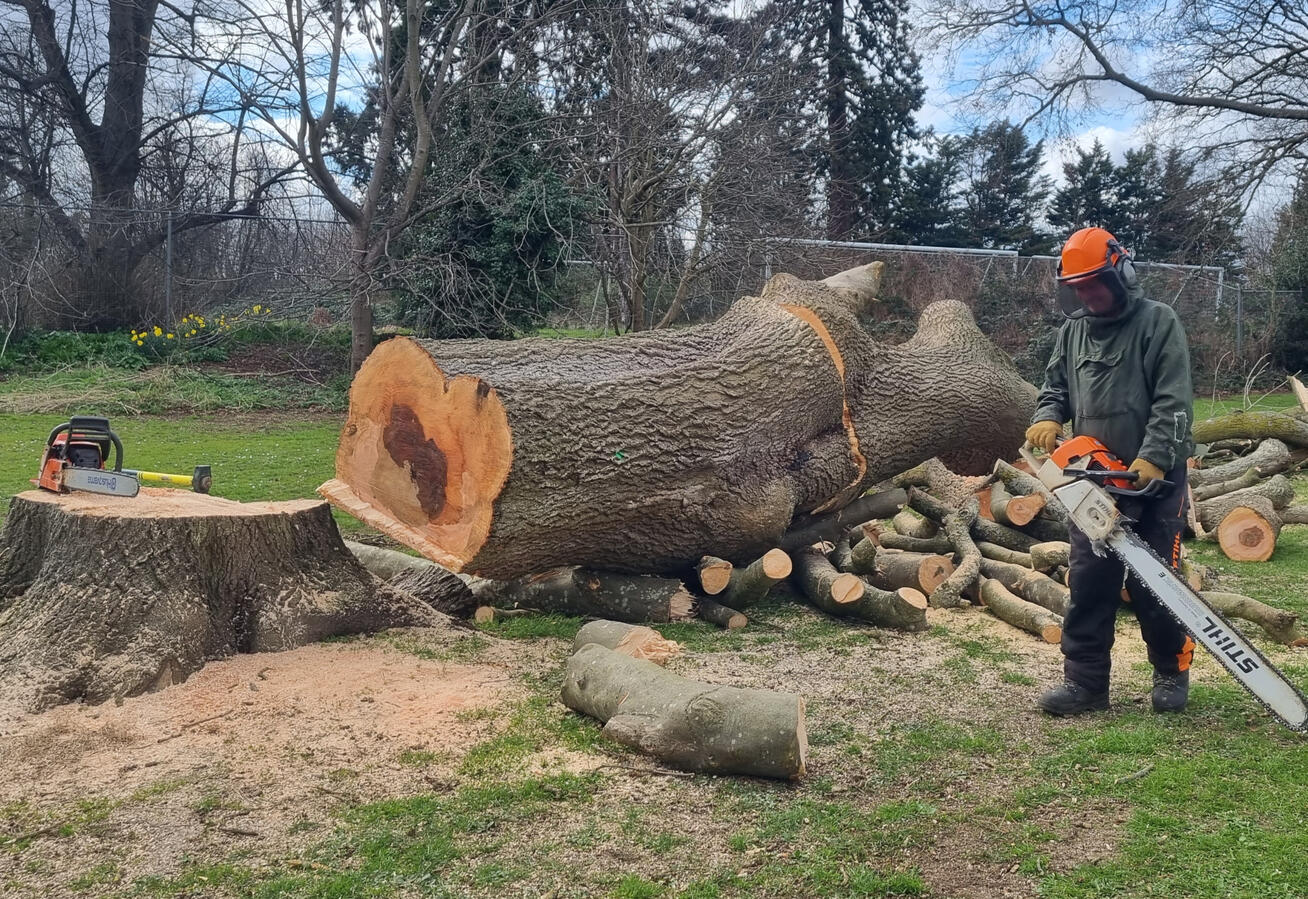 Ash tree felling